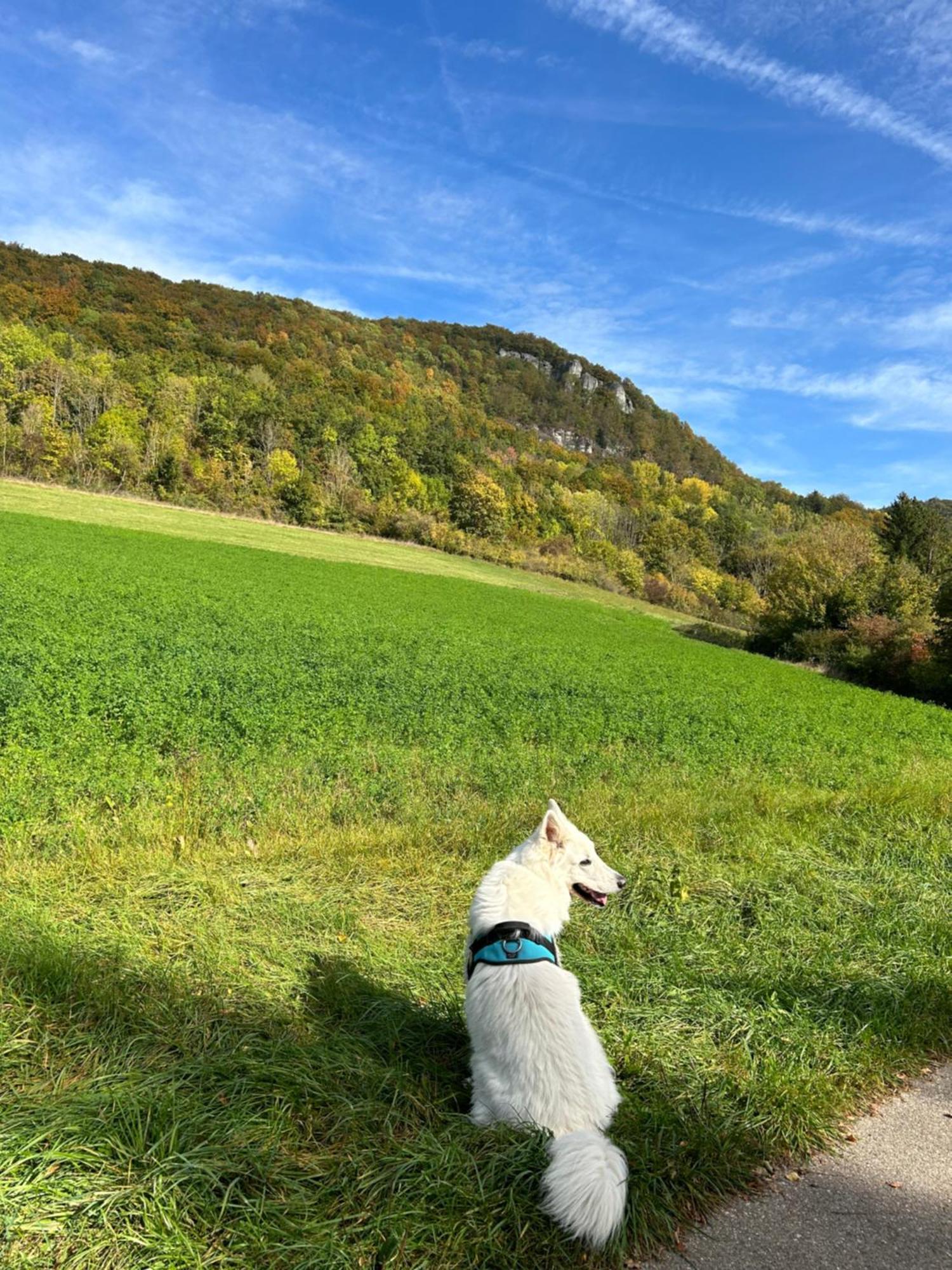 Laendliche Fewo Wildblume, 4 Km Zum Stausee Happurg Eksteriør bilde